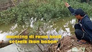 Mancing di rawa kecil ikan nya pada babon babon!!!!