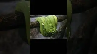 Питон зеленый