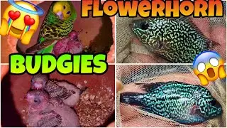 Budgies Breeding Progress🤩New Pet Monster FlowerHorn kamfa😍