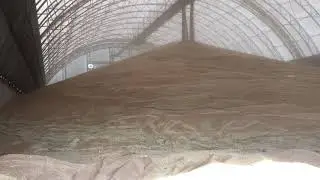 Dumping grain at Chase, KS