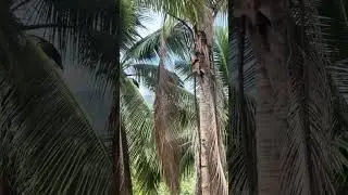 21-0-0 and salt after 8months #fruit #nature #lifeisbutadream #nature #farming #copra #coconut 