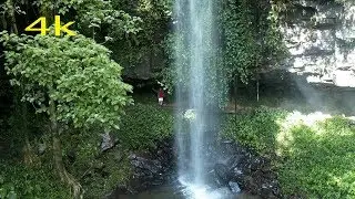 Dorrigo National Park New England Australi