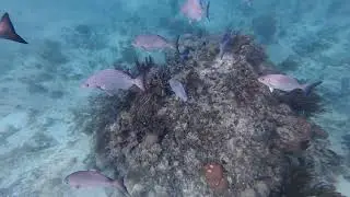 Snorkel video-DJI 20250207-Barracuda