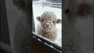Cut lamb in snow#lifeisbutadream #nature #animals #snow #cute