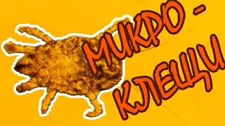 Микроскопический клещ 