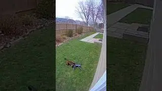 &ldquo;Monkey Tries to Fly a Drone but Ends Up Flying Himself! 😂 Real Backyard Camera Footage&rdquo;