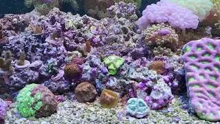 Drain Silencer Update! Dead Coral? Dinos? Green Millipora! 10/22/2022