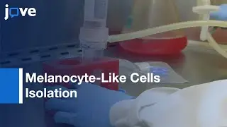 Isolating Primary Melanocyte-Like Cells From Mouse Heart