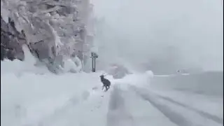 【動画】車の前に突然‟シカ&rdquo;が&hellip;記録的大雪の只見町で取材中遭遇　野生動物飛び出しに注意　福島
