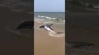 Beached great white shark rescued on Nantucket