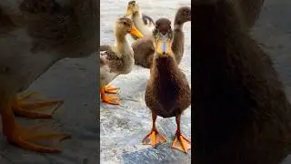 Fluffy Duckling Love 💛🐥🦆 #ducklinglove #cartoon #funny