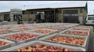 Fruit Processing in the Niagara Region video