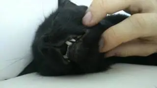 Cat being lulled to sleep
