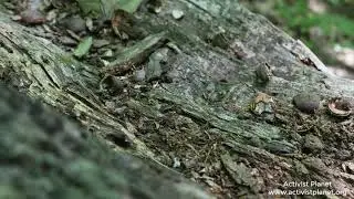 The Old Tree Trunk in Cold Spring Park in Newton, Massachusetts