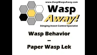 Wasp Away - Wasp Behavior - Paper Wasp Lek