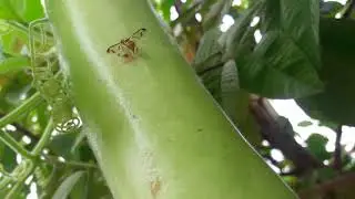 Insect Laying eggs inside a fruit in  bottleguard plants