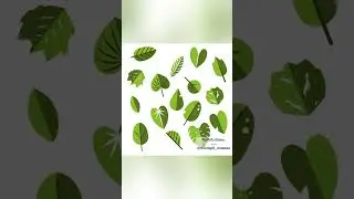 Vector leaves made in Affinity Designer following Weronika Salach class on Skillshare.