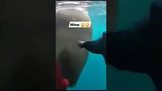 Wow Walrus it's very big #shortvideo #video #video #hippo #zoo #animals