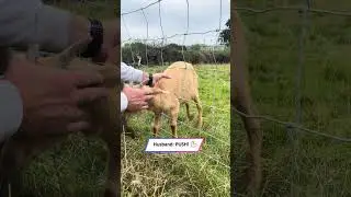 Baby Goat Gets Stuck in Fence 😂 Husband&rsquo;s Struggle to Free Him!|| Heartsome 💖