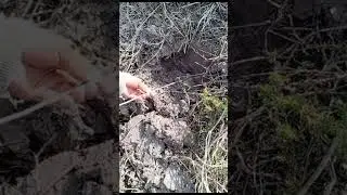 Catch crab in a hole #rural #fishing #fish #shortvideo #shorts #reels #lifestyle #natural #net