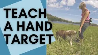 Teach Your Dog How to Target Your Hand - Dog Training Foundations