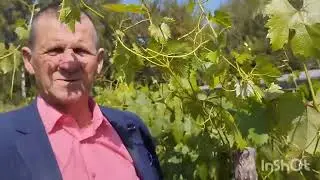Слідуючи гібридні форми винограду у відкритому грунті. Шкілка саджанців винограду