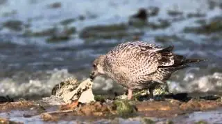 American Herring Gull (Larus argentatus smithsonianus) -First-Cycle