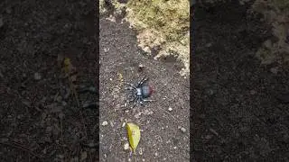 KUBUR RAMBUTAN BERUBAH JADI SLIME #art #diy #shortvideo #shorts