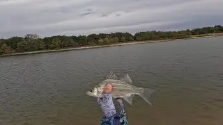 Bomber Fat Free Shad,  Wiggle 