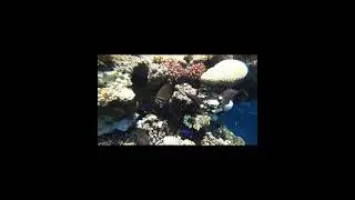 Египет  Отель Reef Oasis Blue Bay Resort