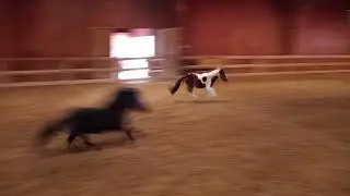 Annabelle & Blue  - Royal Mountain Stables