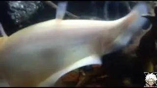 Predator Belida Fish