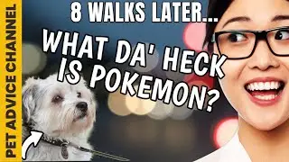 5 unwritten rules of dog walking