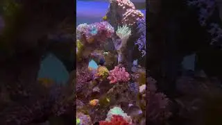 To the sump you go! 🎣 ☠️ 🐟 #reefstache #lyretaildamselfish #damselfish