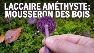 Le Laccaire Am&eacute;thyste, D&eacute;couvrez ce Champignon tr&egrave;s Populaire !