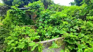 What We Found Behind the House Shocked Us - Revive the abandoned house for 10 years