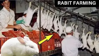Modern Rabbit Farming Technology-Million Dollar Rabbit Meat & Rat Processing Factory |