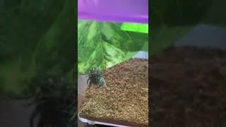 Jumping spider attack