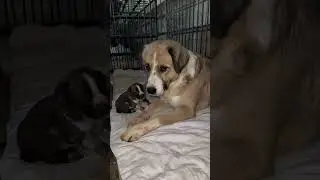 Tiny Puppy with Mom in Need of a Loving Home: Ready for Adoption 🐾❤️