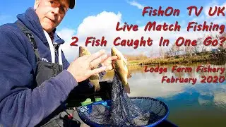 FishOn TV UK : Live Match Fishing : Caught 2 in 1 Go : Lodge Farm : Long Island Lake : Feb 2020