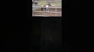 I trained the untrainable #wildmustang #coltstarting #horses