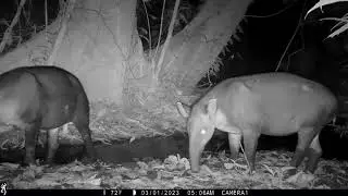 Camera trap footage of a breeding pair of Baird's Tapirs plus a lone male - March 1 to March 8, 2023