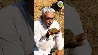 गाय का गोबर बोले उसका हाल! 🐄💩| Gir Gau Jatan | #cow #cowcare #cowlove #gircow #healthycow #cowhealth