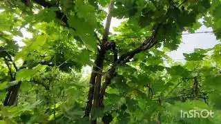 #Baramati purple Estate vineyard Nov. 2025.