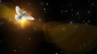 Dove in Dark Background  Free HD video loop 14