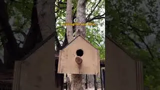 Treehouse Hideaway in Bandhavgarh | Best Jungle Stays in India  | Eco Luxury by Pugdundee Safaris
