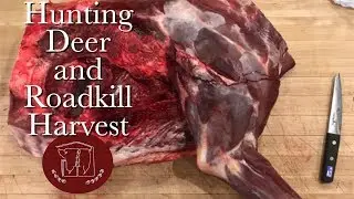 Hunting Deer and Harvesting Roadkill