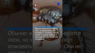 В лесах Ленобласти &mdash; нашествие лосиных мух