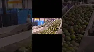 Mango cleaning line #fruits washing line