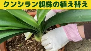 クンシラン親株の植え替えの様子/クンシラン５～６月は植え替えの適期です/